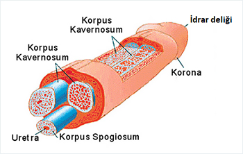 penis diklestirici