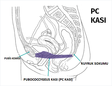 Pc muscle diagram