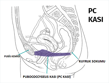 Muscles male pc How to