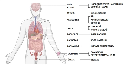 Eksozomlar Tıpta Hangi Alanlarda Kullanılır?