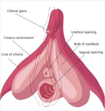 G Noktası ve Klitoris İlişkisi