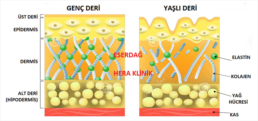 Genç Deri ve Yaşlı Deri