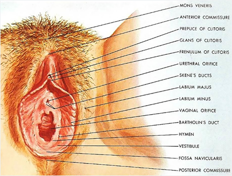 Kızlık Zarı Nerededir?