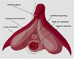 klitoris estetiği ve labioplasti