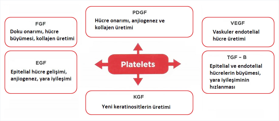 Prp İçinde Yer Alan Büyüme Faktörleri ve Görevleri