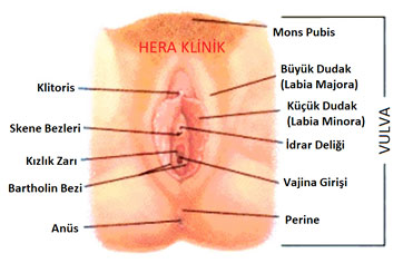 genital bölge anatomisi