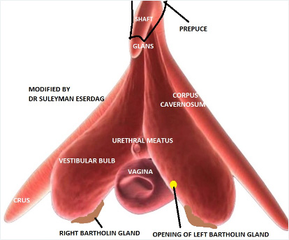 Klitoris Anatomisi