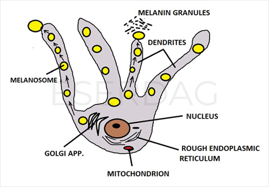 Melanocyte