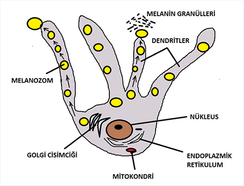 Melanosit Hücresinin Yapısı 