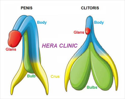 Penis, Clitoris