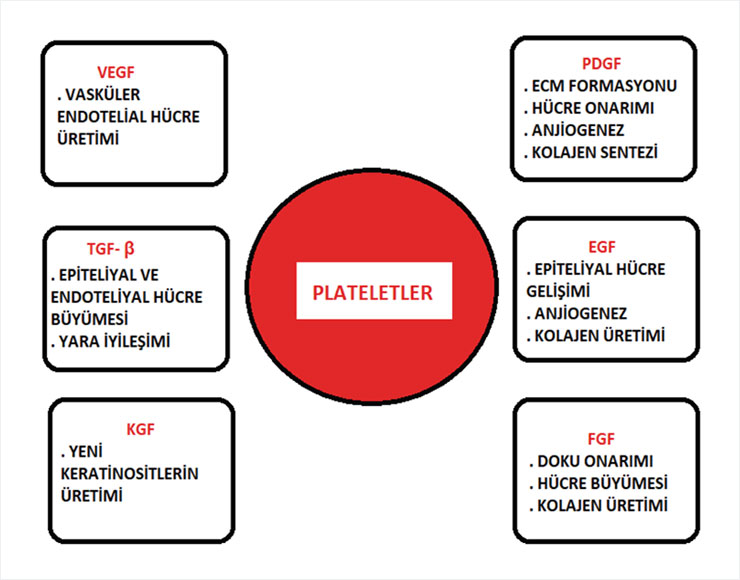 Plateletlerin Görevi